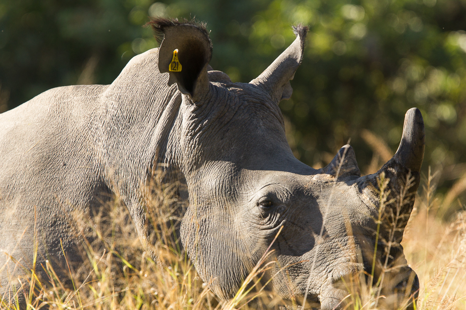 White rhino in Matobo National Park Zimbabwe-2836